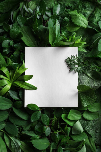 istock Green leaves background 1319827756