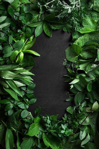Green leaves and black slate background, creative layout, copy space. Nature, eco, environment concept.