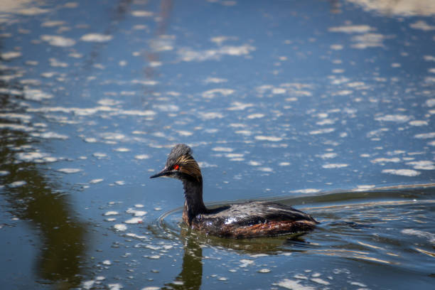 istock Black-necked Grebe Bird Swimming on Water Surface at Lake 1319828178