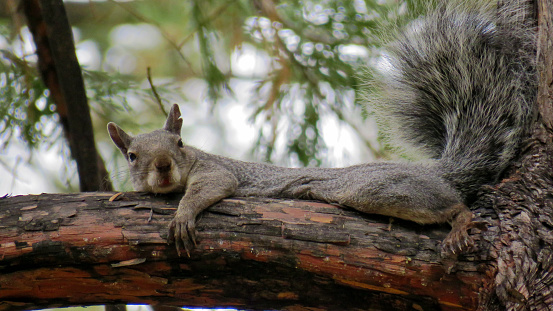 Eastern Gray Squirrel, Sciurus carolinensis, Idyllwild, California, USA, September 2016