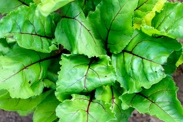 Growing Swiss chard. Sheet chard close-up. Juicy fresh chard.