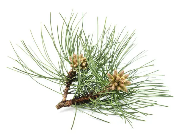 Black pine branch isolated on white background