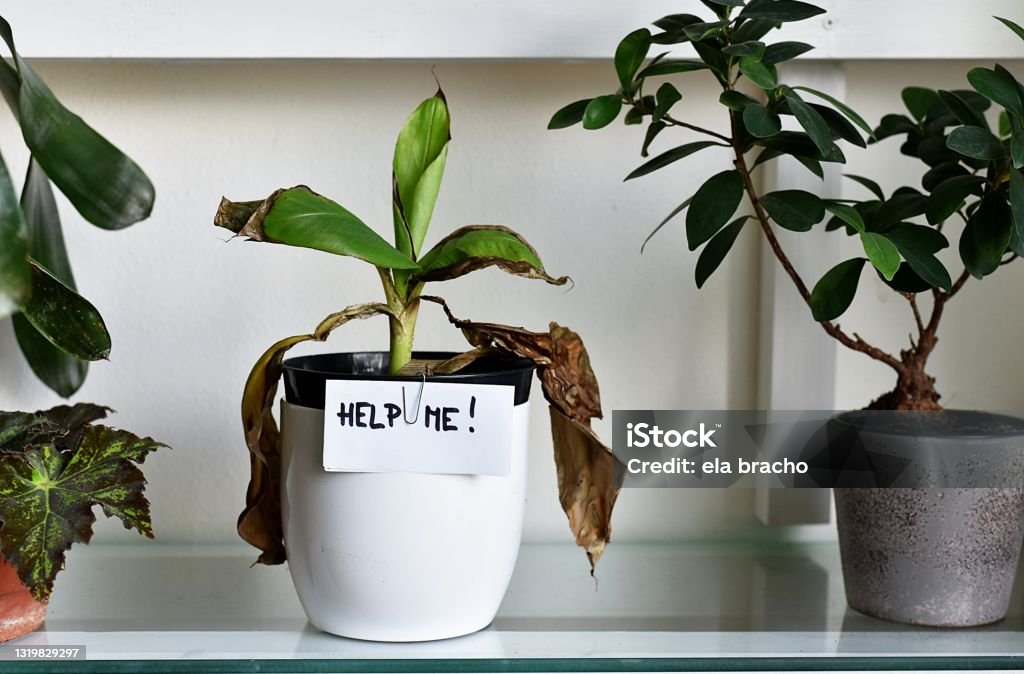 sick house plant, damaged leaves , home plant leaves dry Houseplant Stock Photo