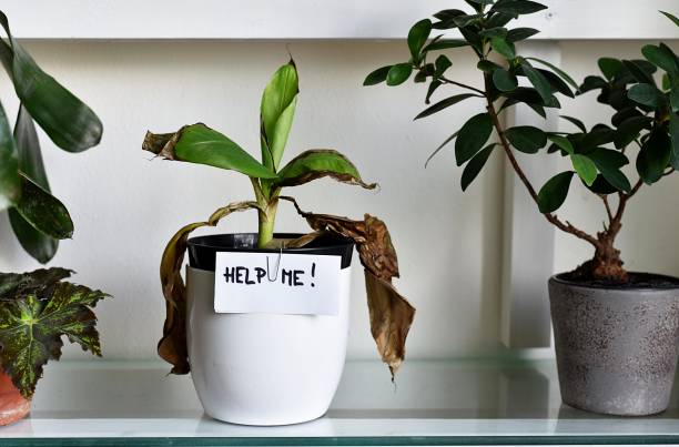 planta da casa doente, folhas danificadas, planta doméstica deixa seco - planta seca - fotografias e filmes do acervo