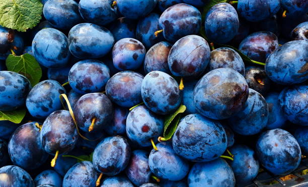 istock Plums, a lot of very beautiful blue plums, between plums some leaves, background. 1319829360