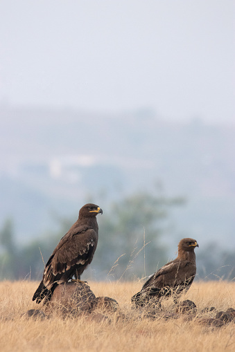 Two Steppe Eagles, Aquila nipalensis, Adult and a Juvenile, Bhigwan, India