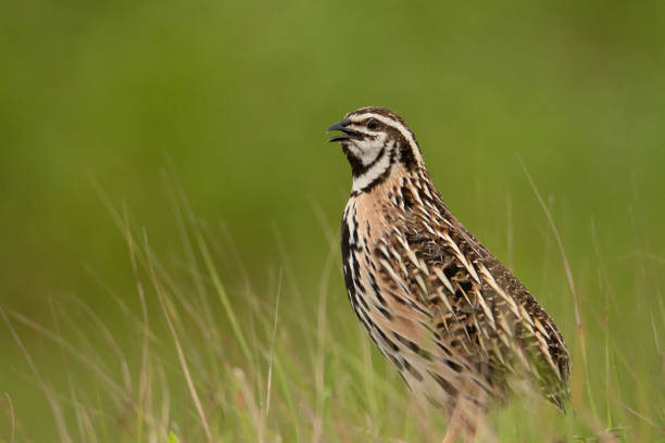 istock Rain Quail, Coturnix coromandelica, shot during the monsoons amidst the lush green grass, Pune, India 1319829506