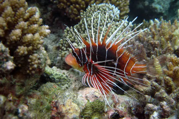 Photo of Clearfin Lionfish