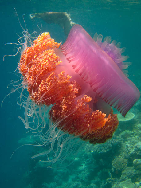 Crown Jellyfish - Cephea -  True Jellyfish Crown Jellyfish - Cephea -  True Jellyfish on the coral reef of Maldives floating near coast of resort island. netrostoma setouchina stock pictures, royalty-free photos & images