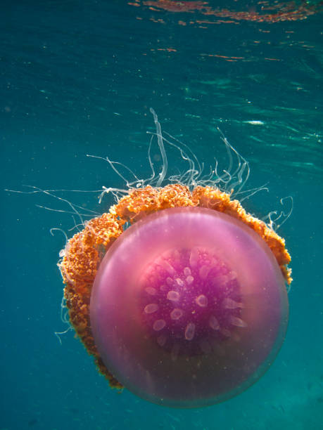 Crown Jellyfish - Cephea -  True Jellyfish Crown Jellyfish - Cephea -  True Jellyfish on the coral reef of Maldives netrostoma setouchina stock pictures, royalty-free photos & images