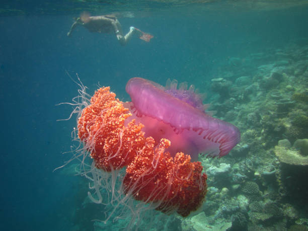 Crown Jellyfish - Cephea -  True Jellyfish Crown Jellyfish - Cephea -  True Jellyfish on the coral reef of Maldives netrostoma setouchina stock pictures, royalty-free photos & images