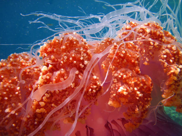 Crown Jellyfish - Cephea -  True Jellyfish Crown Jellyfish - Cephea -  True Jellyfish on the coral reef of Maldives  CLOSE UP MACRO netrostoma setouchina stock pictures, royalty-free photos & images