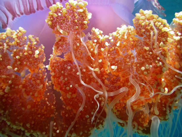 Crown Jellyfish - Cephea -  True Jellyfish Crown Jellyfish - Cephea -  True Jellyfish on the coral reef of Maldives  CLOSE UP MACRO netrostoma setouchina stock pictures, royalty-free photos & images