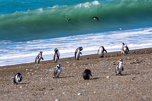 Penguins in the pinguinera Faro Cabo Virgenes, in Argentina