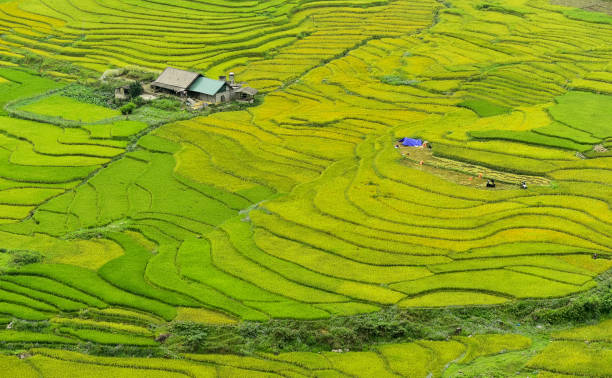 istock Rice terrace in Vietnam 1319830925