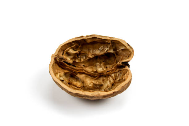 istock Empty half of a walnut shell on a white background. Walnut shell isolated on white background. 1319830933