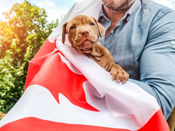 istock Attractive man holds a charming puppy. National holiday 1319832085