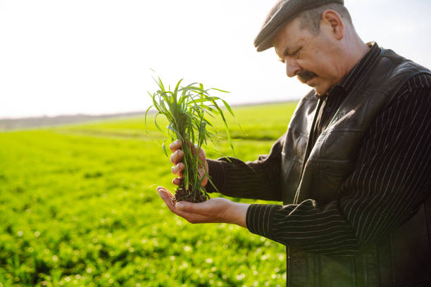istock Young wheat sprout in the hands of a farmer. 1319832250