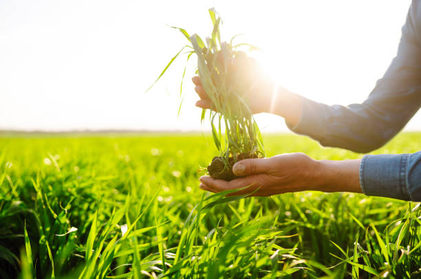 istock Young wheat sprout in the hands of a farmer. 1319832343
