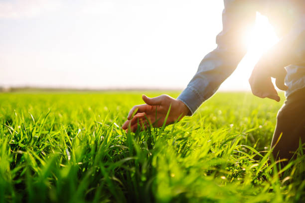 istock Young wheat sprout in the hands of a farmer. 1319832351