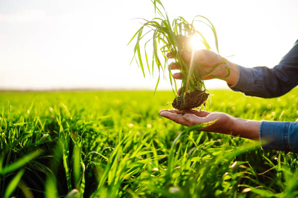 istock Young wheat sprout in the hands of a farmer. 1319832370