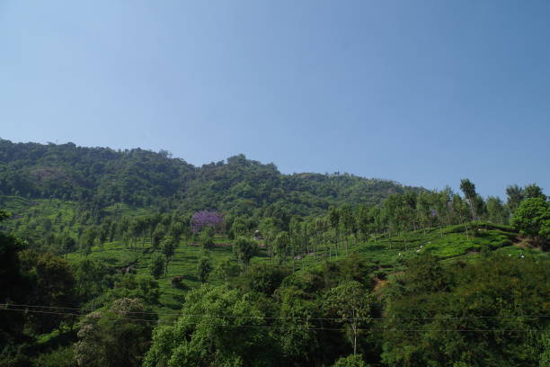istock Mountain view in Western Ghats 1319833995