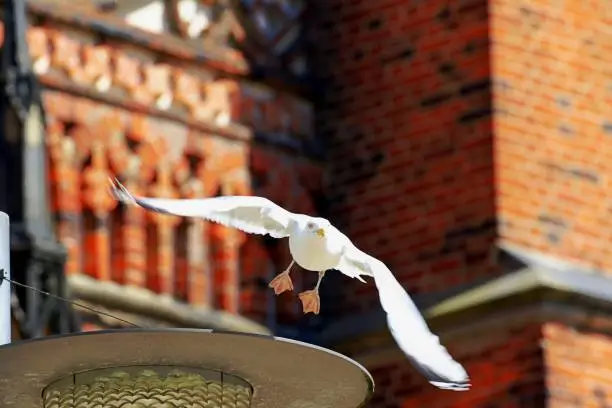 Seagull starts from church tower