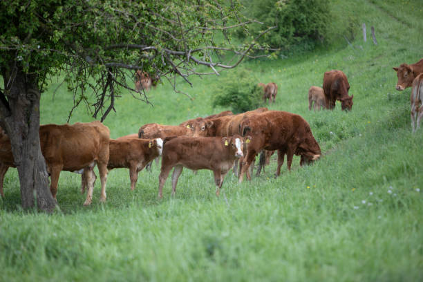 istock grazing in a pasture, in the foreground a thick tree trunk 1319836019