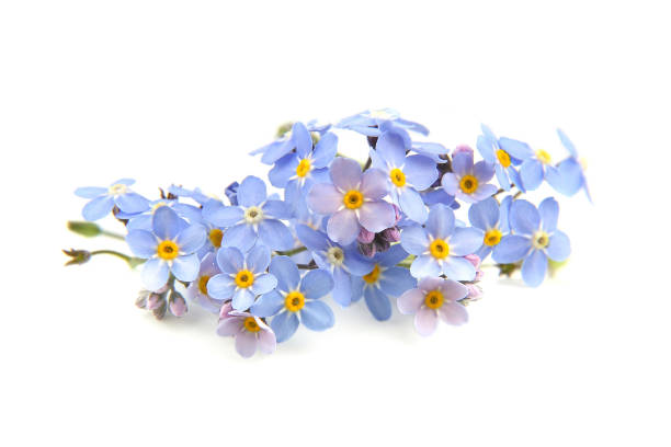 istock Spring blue flowers Myosotis isolated on white background. 1319836539