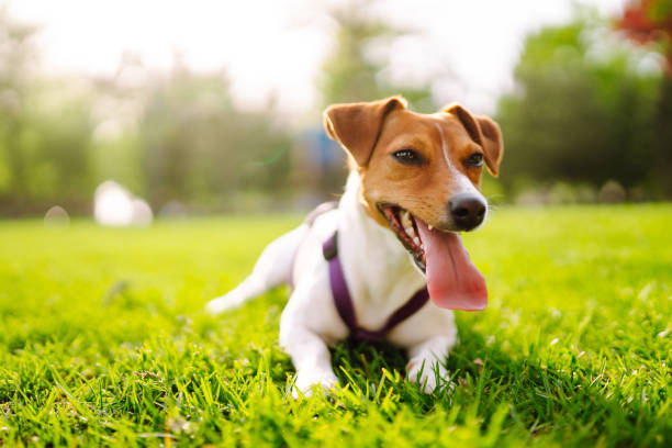 buon cane attivo che indossa il colletto giocando nell'erba fresca primaverile nella giornata di sole. - tick dog flea pets foto e immagini stock