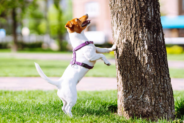 cão ativo feliz usando coleira brincando em grama fresca da primavera em dia ensolarado. - tick dog flea pets - fotografias e filmes do acervo