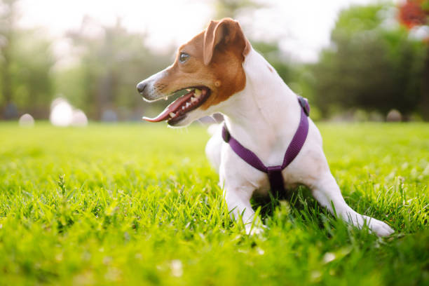 istock Happy active dog wearing collar  playing in fresh spring grass on sunny day. 1319836889