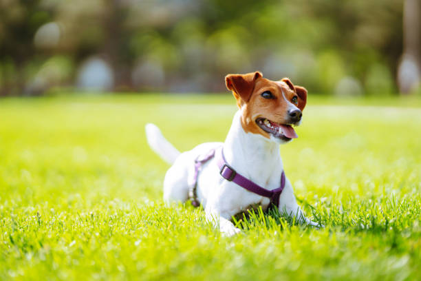 buon cane attivo che indossa il colletto giocando nell'erba fresca primaverile nella giornata di sole. - tick dog flea pets foto e immagini stock