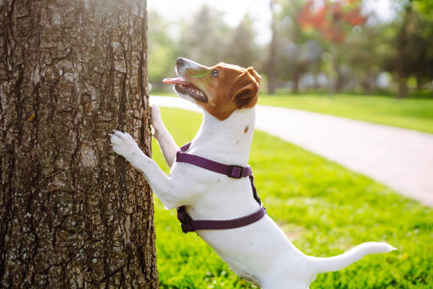 istock Happy active dog wearing collar  playing in fresh spring grass on sunny day. 1319837403