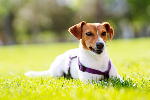 cão ativo feliz usando coleira brincando em grama fresca da primavera em dia ensolarado. - tick dog flea pets - fotografias e filmes do acervo