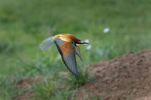 Colorful bee eater in flight Merops apiaster flying.