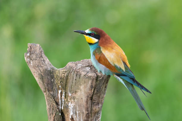 istock European bee eater bird resting on tree stump Merops apiaster 1319837865