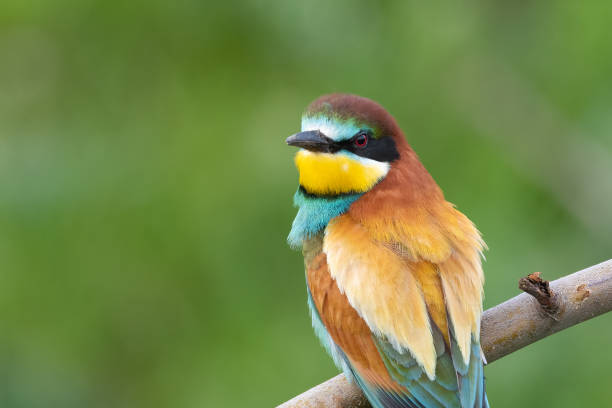 istock European bee eater perched on branch looking at camera Merops apiaster perching 1319837884