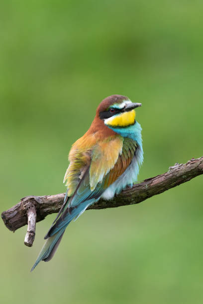 istock European bee-eater sitting on a stick Merops apiaster perching on a branch 1319837887