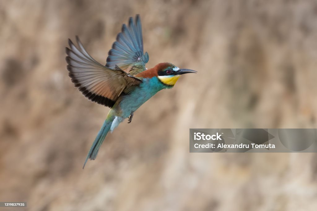 Colorful bee eater in flight Merops apiaster flying Colorful bee eater in flight Merops apiaster flying. Bee-Eater Stock Photo