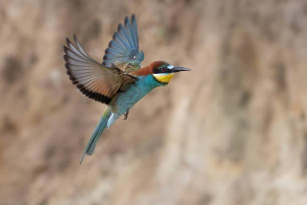 Colorful bee eater in flight Merops apiaster flying Colorful bee eater in flight Merops apiaster flying. bee eater stock pictures, royalty-free photos & images