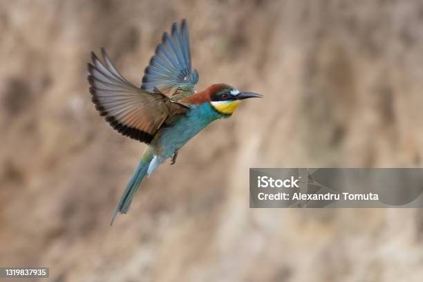 Colorful Bee Eater In Flight Merops Apiaster Flying Stock Photo - Download Image Now
