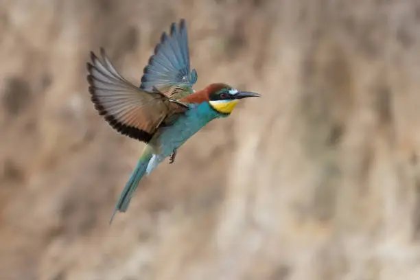 Colorful bee eater in flight Merops apiaster flying.