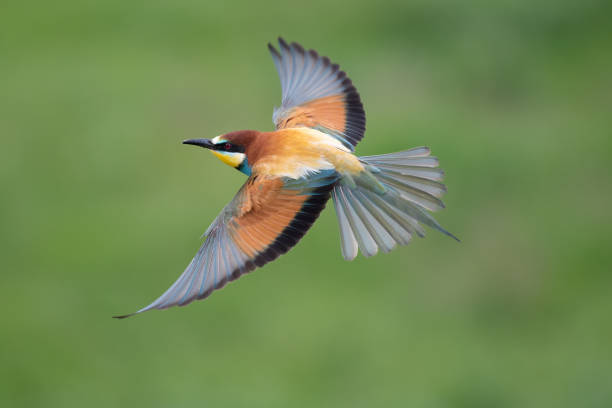istock European bee-eater in flight with a green background Merops apiaster flying 1319837951
