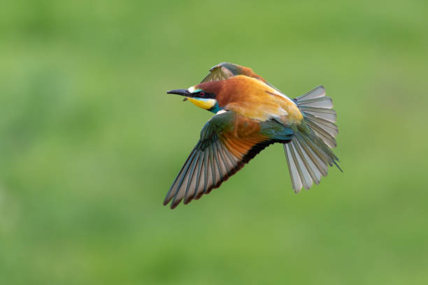 istock European bee eater bird (Merops apiaster) flying 1319837956