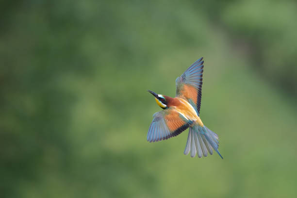 istock European bee eater bird (Merops apiaster) flying 1319838010