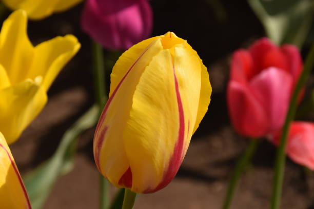 istock Beautiful tulips on a sunny day 1319838119