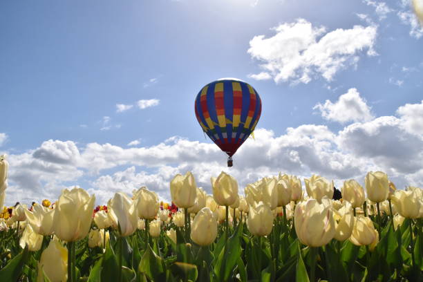 istock Beautiful tulips on a sunny day 1319838122