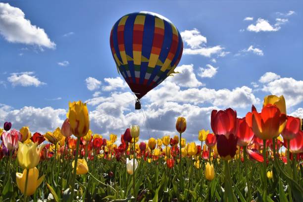 istock Beautiful tulips on a sunny day 1319838678