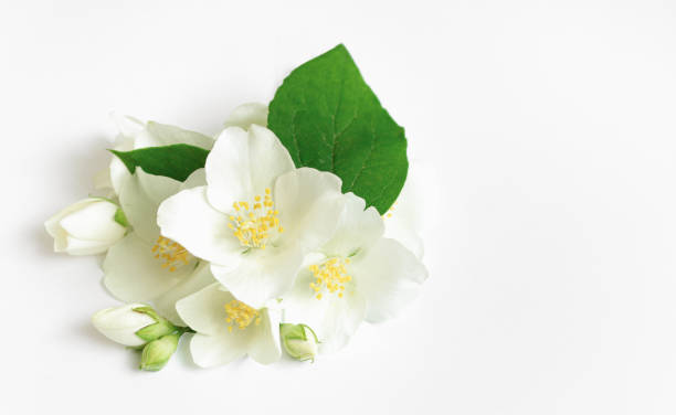 istock White Fresh Jasmine flowers on white background. 1319838896